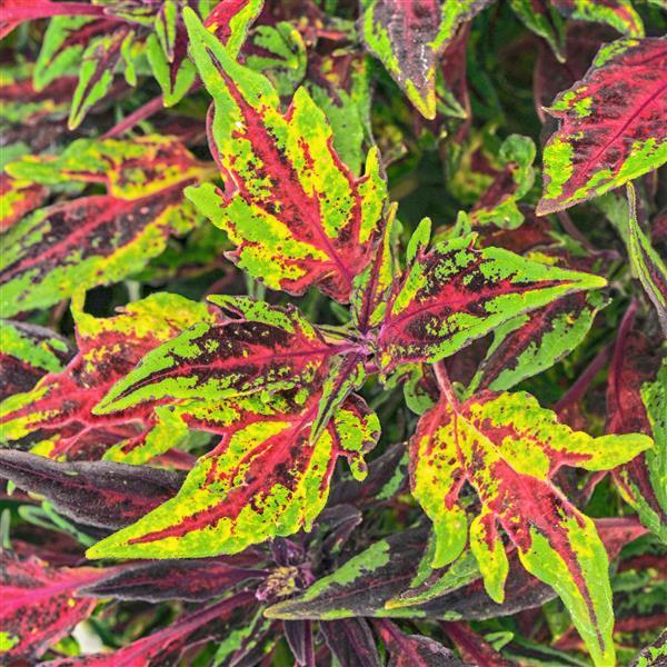 PLANT NAME Bloom