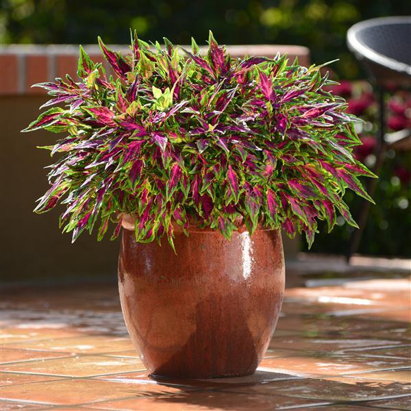 PLANT NAME Container