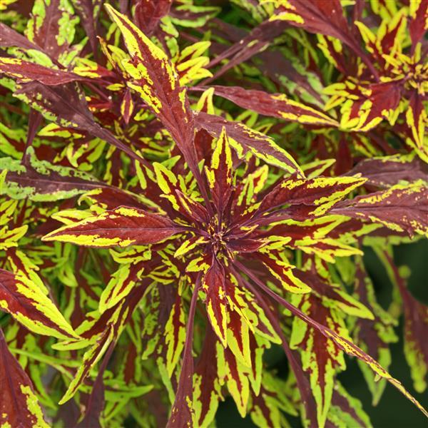 PLANT NAME Bloom