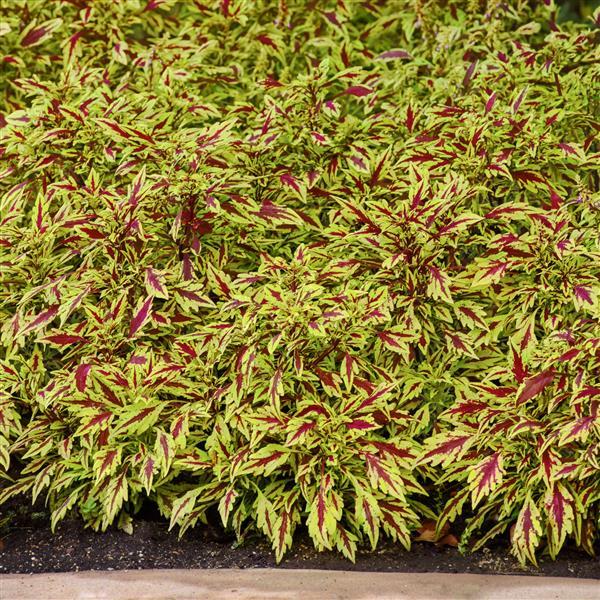 PLANT NAME Landscape