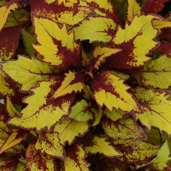 PLANT NAME Bloom