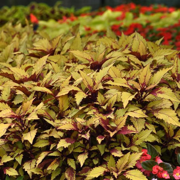 PLANT NAME Commercial Landscape 2