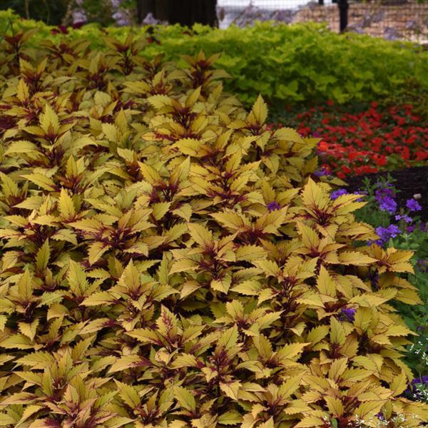 PLANT NAME Landscape