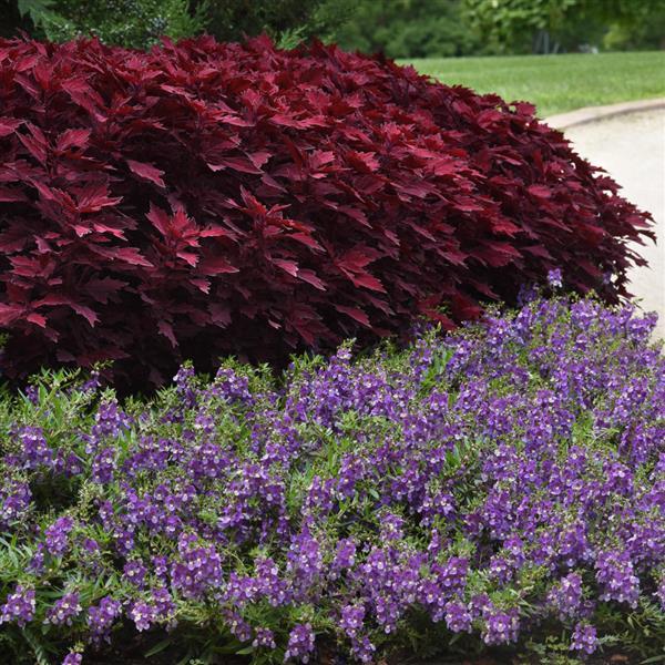 PLANT NAME Commercial Landscape 2