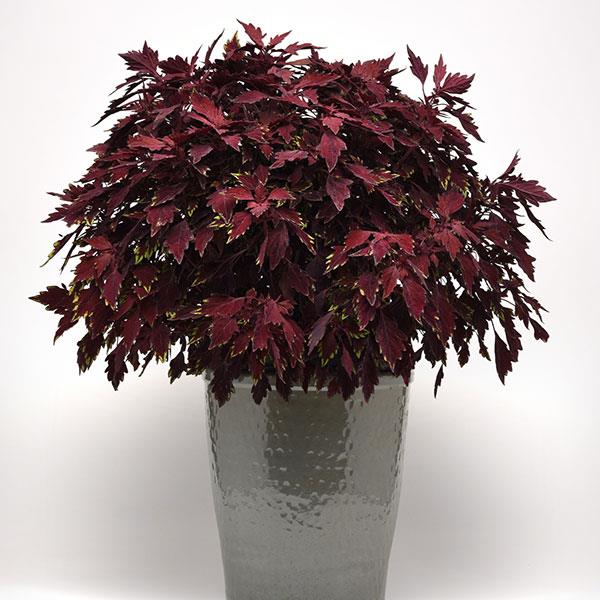 PLANT NAME Container