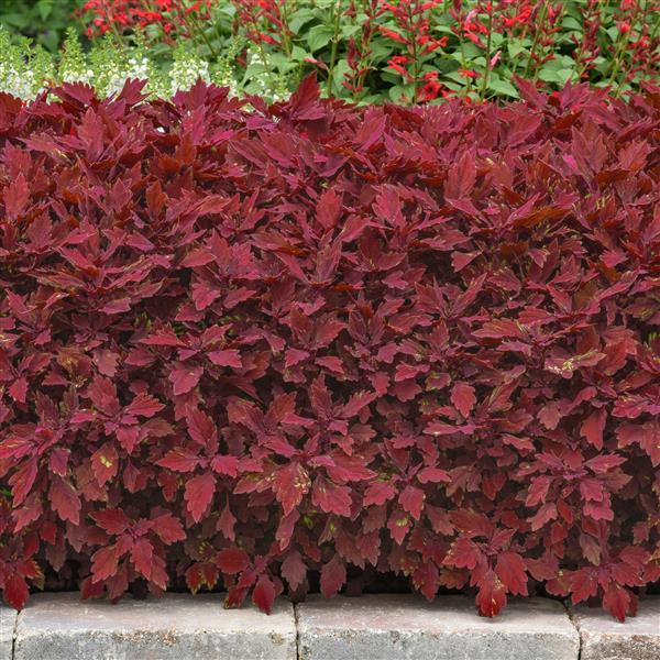 PLANT NAME Landscape