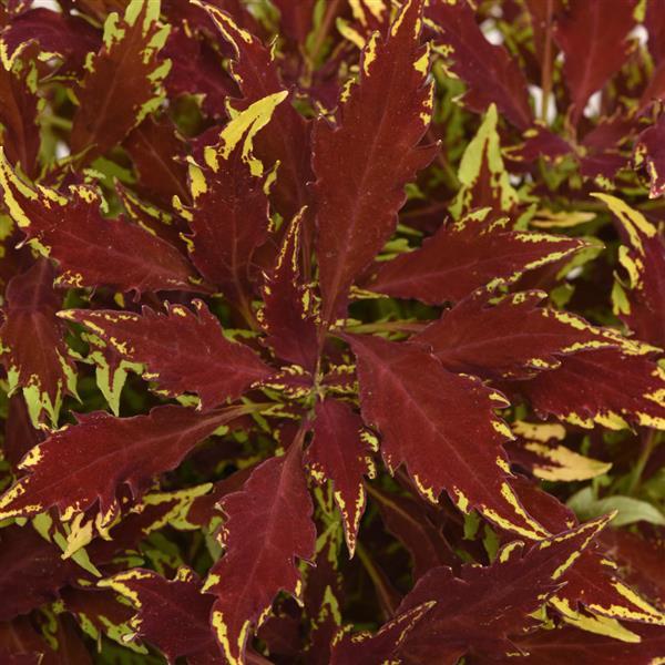 PLANT NAME Bloom