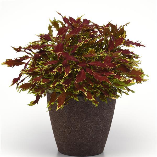 PLANT NAME Container