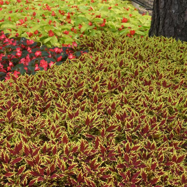 PLANT NAME Landscape