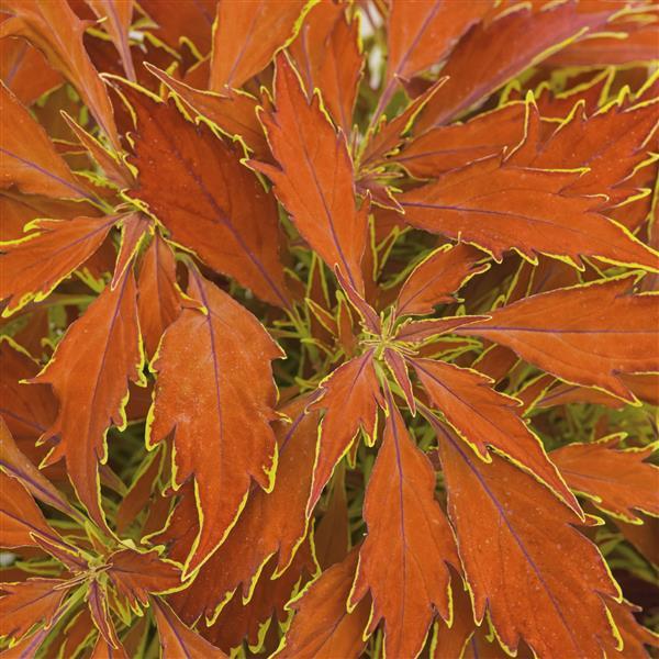 PLANT NAME Bloom
