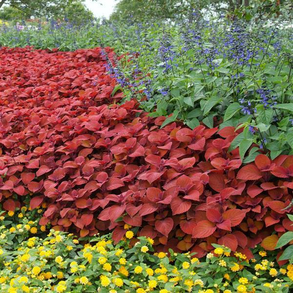 PLANT NAME Landscape
