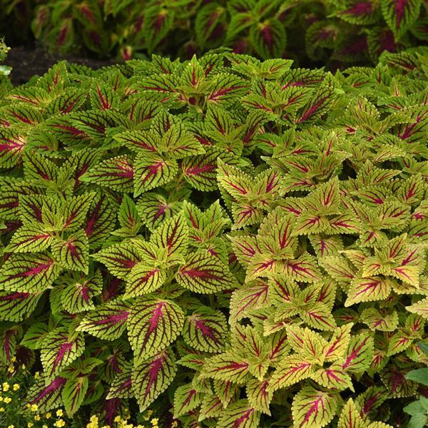 PLANT NAME Commercial Landscape 1
