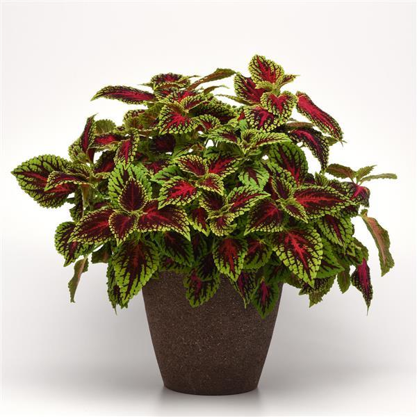 PLANT NAME Container