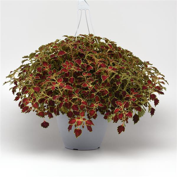 PLANT NAME Basket