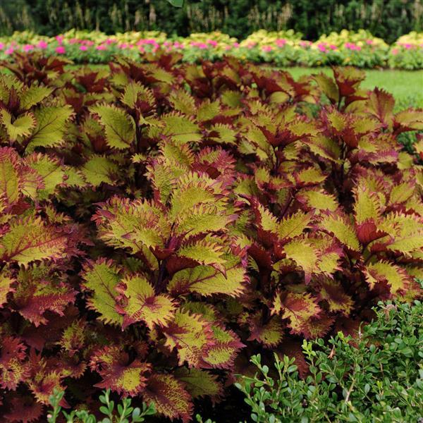 PLANT NAME Commercial Landscape 1