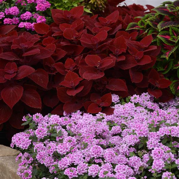 PLANT NAME Landscape