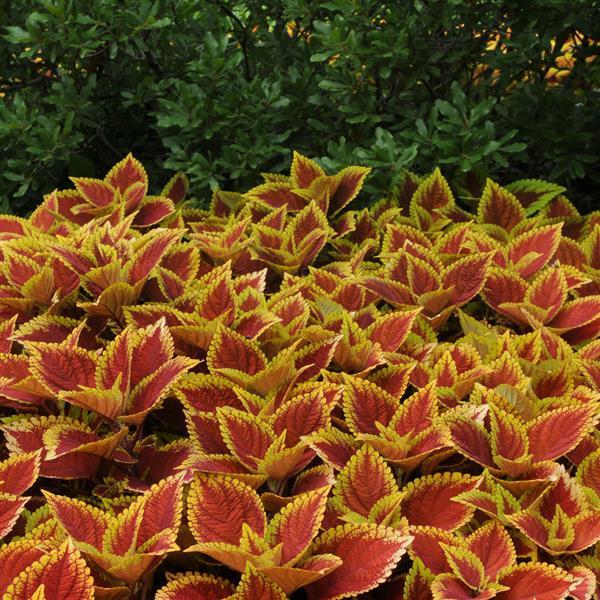 PLANT NAME Commercial Landscape 1