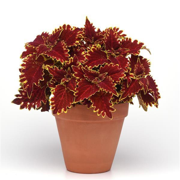 PLANT NAME Container
