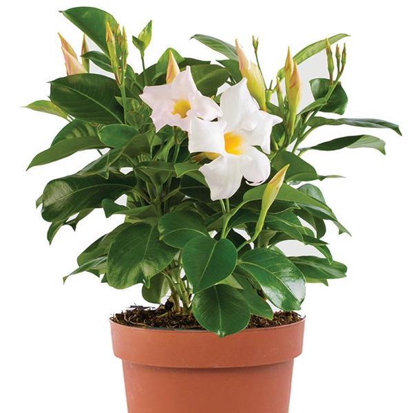 PLANT NAME Container