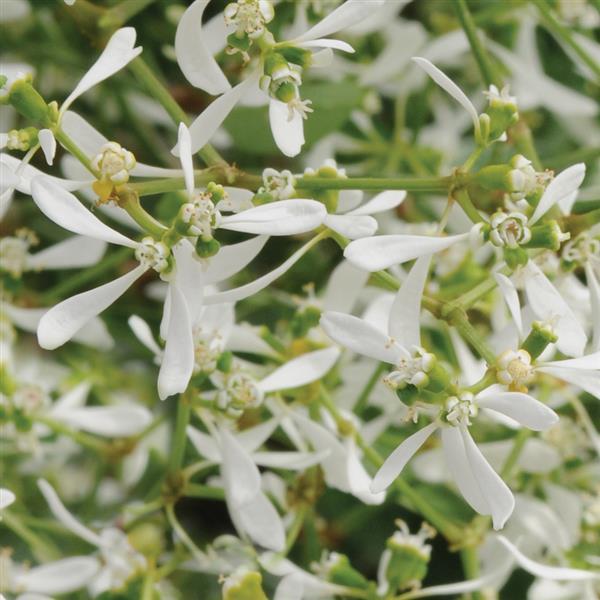 PLANT NAME Bloom