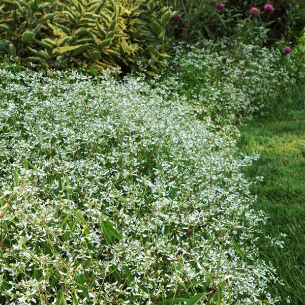 PLANT NAME Landscape