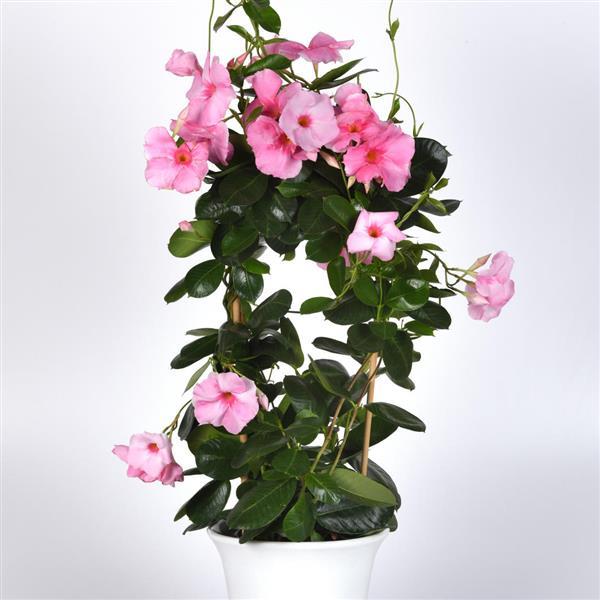 PLANT NAME Container