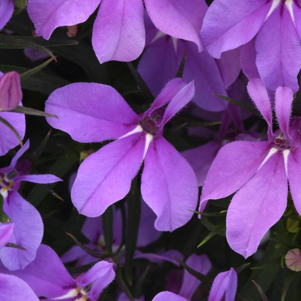 PLANT NAME Bloom