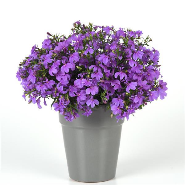 PLANT NAME Container
