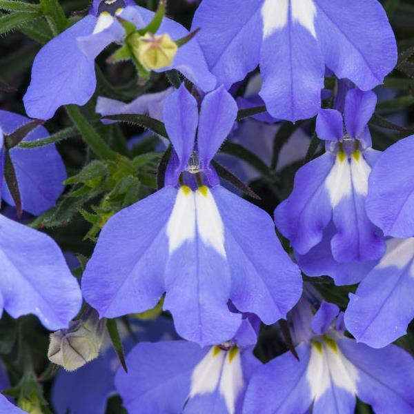 PLANT NAME Bloom