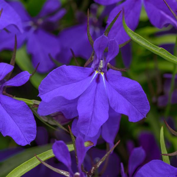 PLANT NAME Bloom