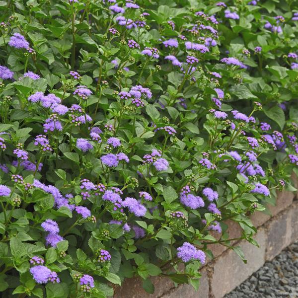 PLANT NAME Commercial Landscape 1