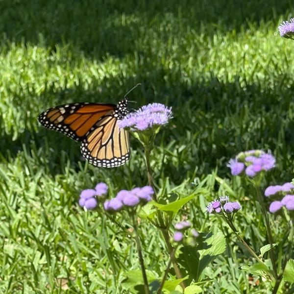 PLANT NAME Commercial Landscape 4