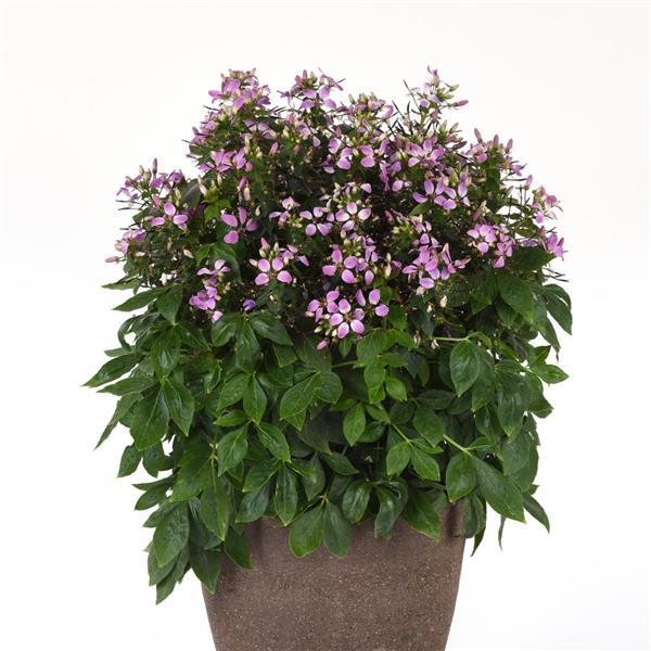 PLANT NAME Container