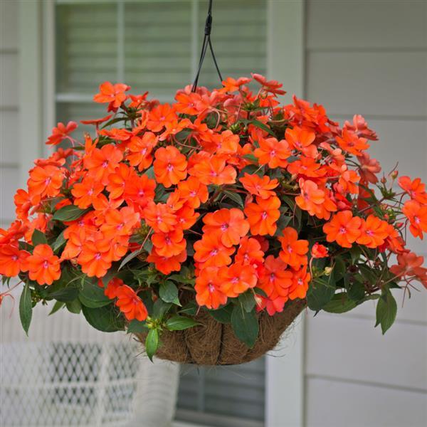 PLANT NAME Basket