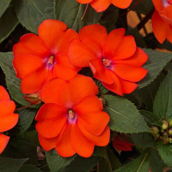 PLANT NAME Bloom