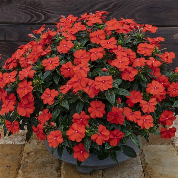 PLANT NAME Container