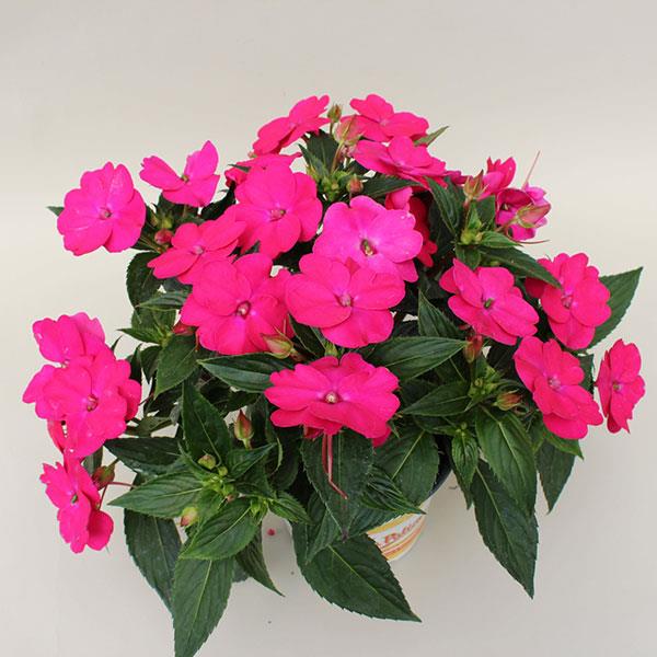 PLANT NAME Container