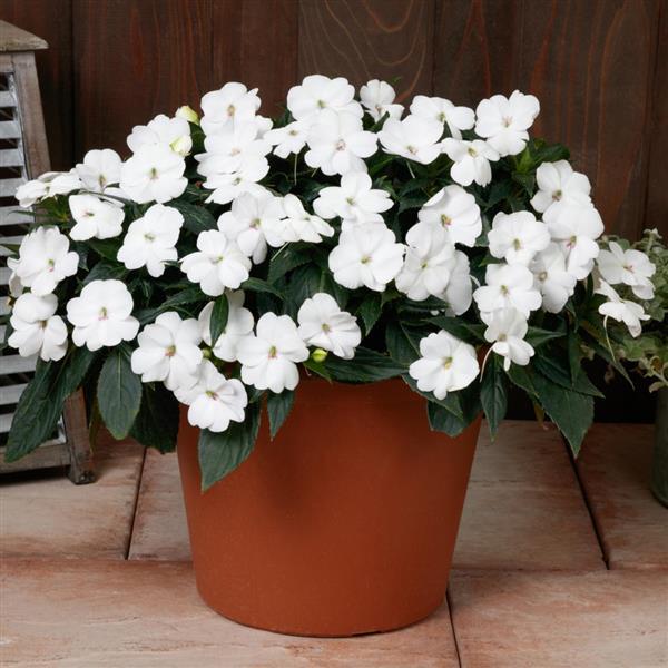 PLANT NAME Container