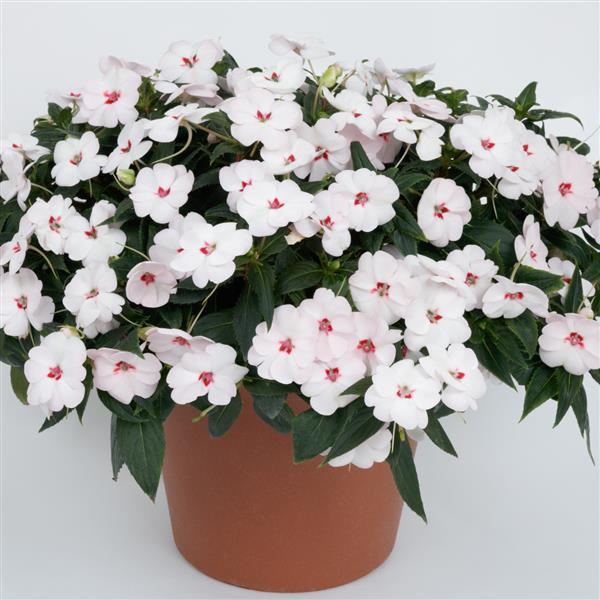 PLANT NAME Container