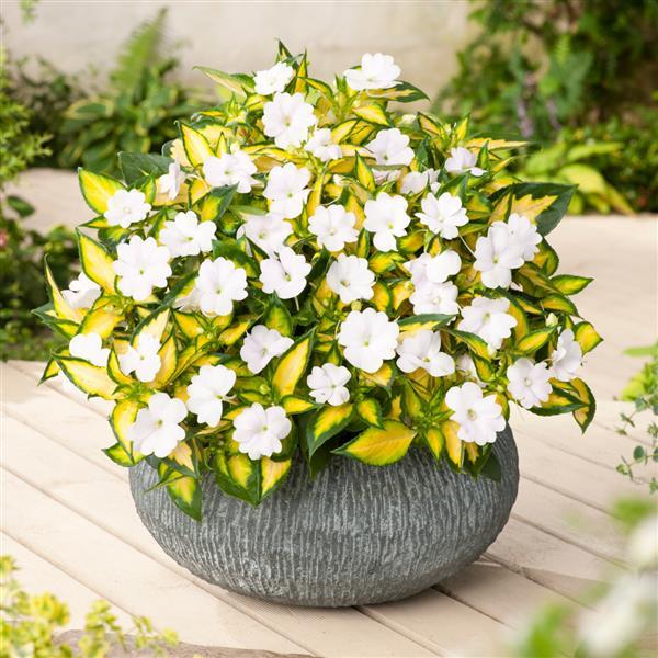 PLANT NAME Container