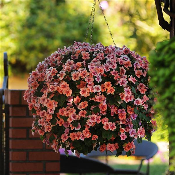 PLANT NAME Basket