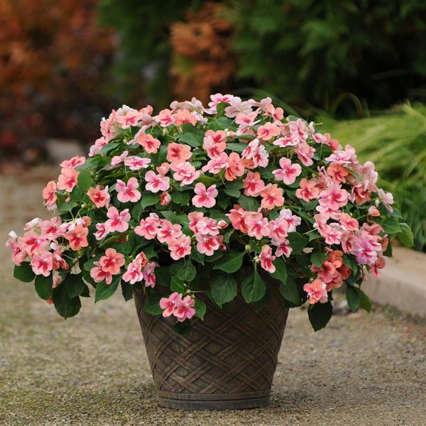 PLANT NAME Container