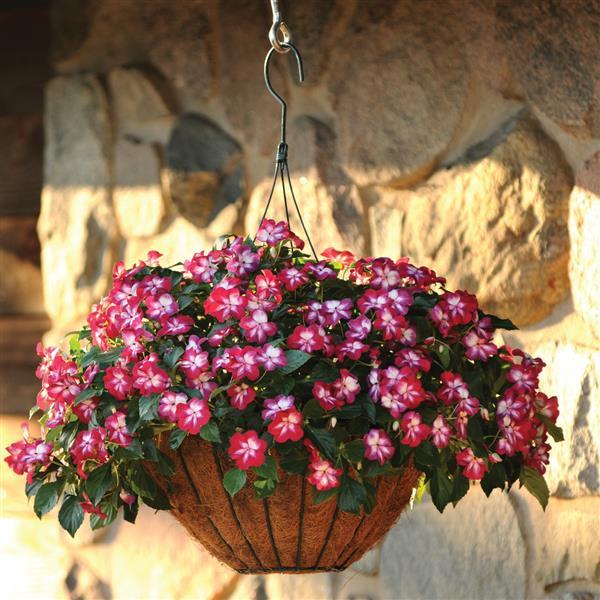 PLANT NAME Basket