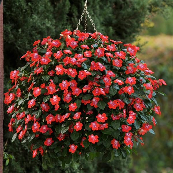 PLANT NAME Basket