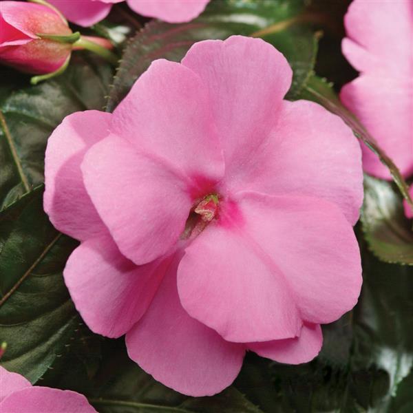 PLANT NAME Bloom