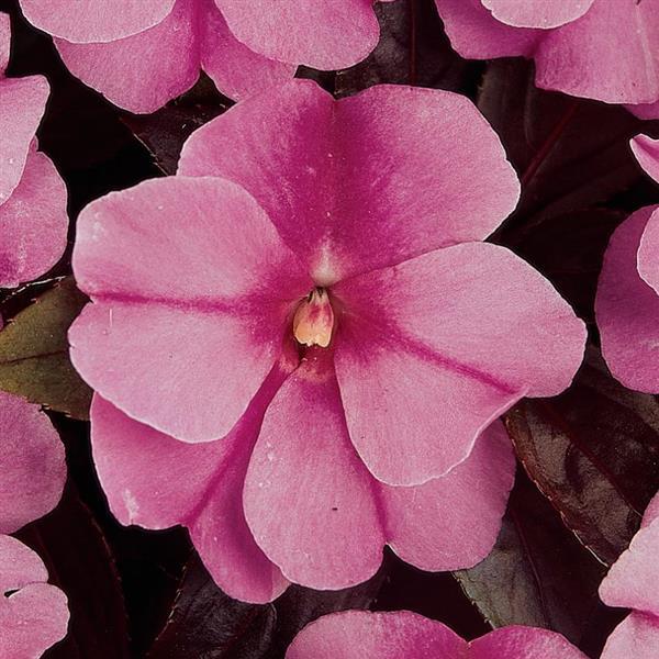 PLANT NAME Bloom