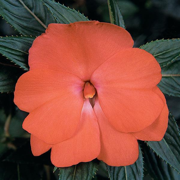 PLANT NAME Bloom