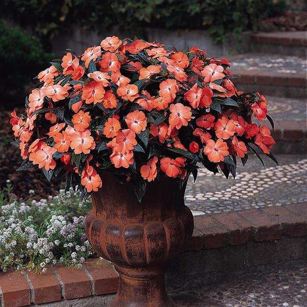 PLANT NAME Container