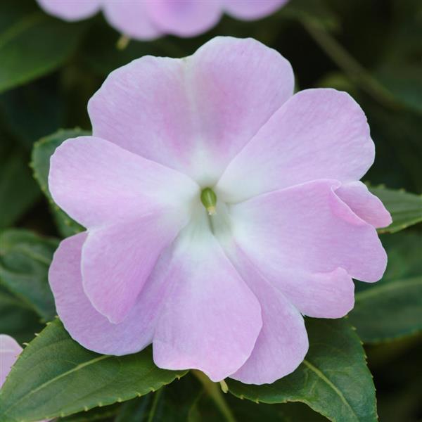 PLANT NAME Bloom