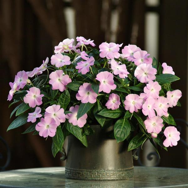 PLANT NAME Container